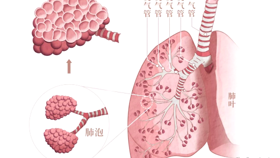 肺纤维化是怎么形成的？