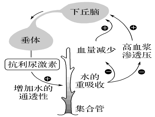 垂体后叶素血管加压素图片